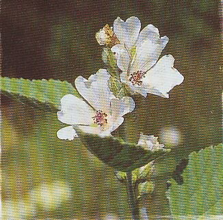 JT Kräuter Eibisch.jpg